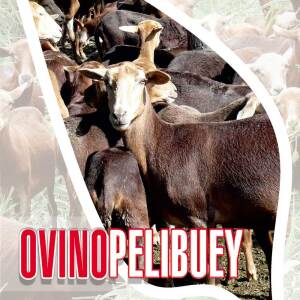 Ovino Pelibuey
