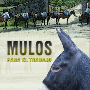Mulos para el trabajo