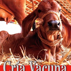 Cría vacuna. Un potencial poco explotado