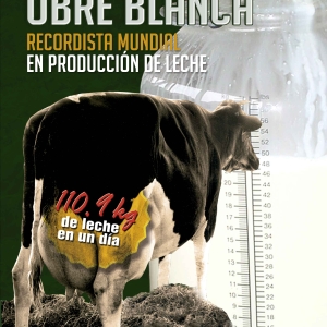 Ubre blanca. Recordista mundial en producción de leche
